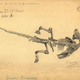 Illustration for article titled The 19th-Century Artist Who Sketched Fossils In Their Death Poses